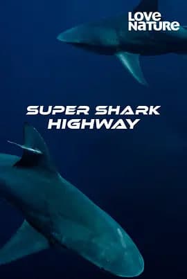 超级鲨鱼高速公路 第一季海报