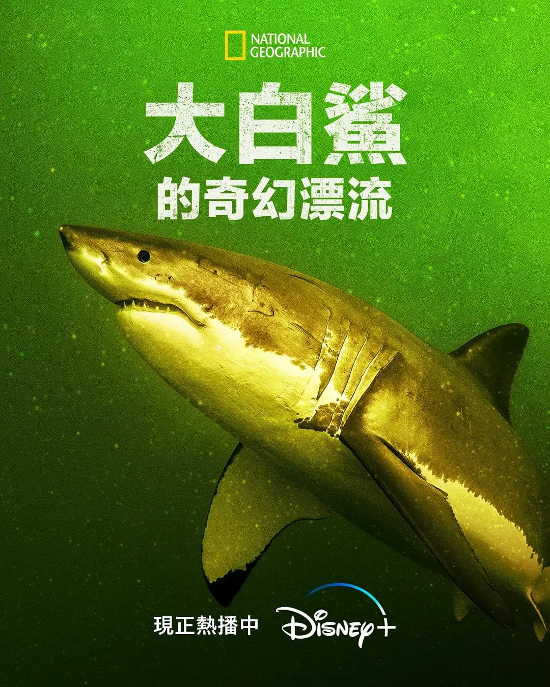 大白鲨的奇幻漂流海报