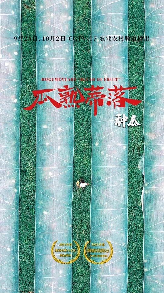 瓜熟蒂落海报
