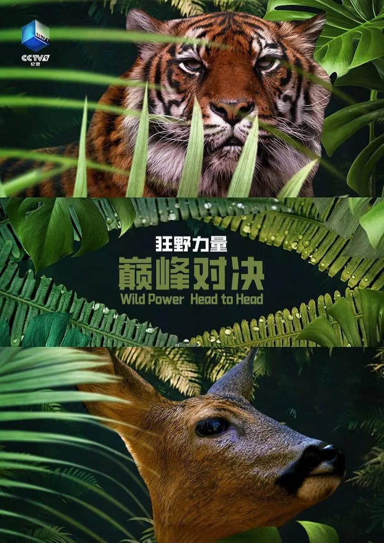 狂野的力量:巅峰对决 第一季海报