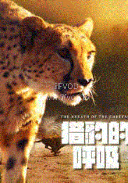 猎豹的呼吸海报